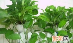 家里面养的植物怎么老是枯萎啊 缺水的话应该怎么办