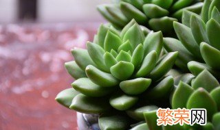 什么植物盆栽最好养 什么盆栽植物好养