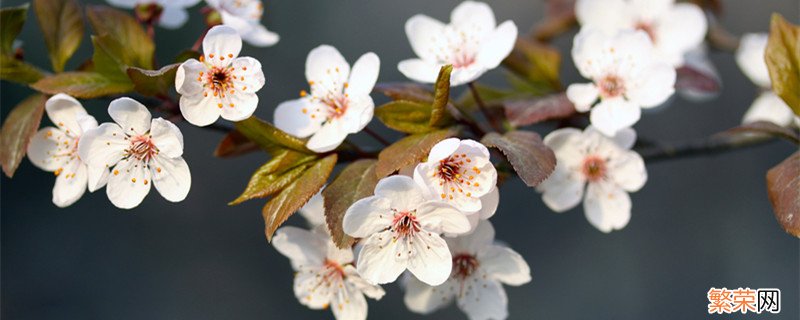 樱花是什么颜色 樱花是什么颜色的花