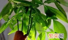 家门口种什么植物旺财 大门口种什么树能旺财