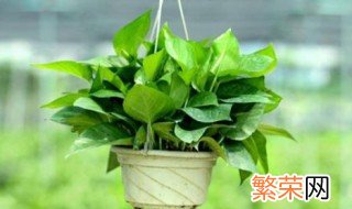 家里最适合种什么植物 种什么植物 美观又净化空气