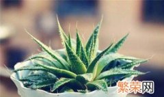 搬新家放哪些绿色植物 搬进新家适合摆放哪些植物