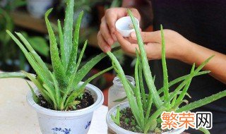 新家适合放哪些绿植 搬进新家适合摆放哪些植物