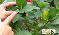 栀子花立秋后可以修剪吗 栀子花立秋以后能剪枝吗