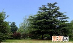 中国古代寓意长寿的树 什么树象征长寿