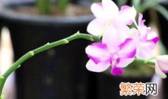 春节期间蝴蝶兰怎么浇水 蝴蝶兰春天怎么浇水