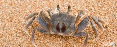 螃蟹一般要蒸多久才熟 螃蟹一般要蒸多久才熟螃蟹有几种