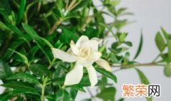 栀子花如何晒干食用 栀子花晒干有什么作用