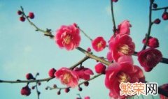 奥梅花的花语 澳梅是什么花