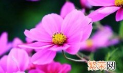 12月13日是什么花语 12月13日花语是什么