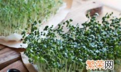 芽苗菜家庭种植 这样种一周一茬菜