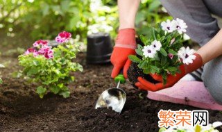 双色茉莉不开花只长叶怎么办 双色茉莉不开花