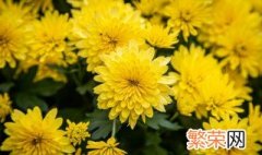 黄金菊开花后可以修剪么 金鸡菊开花后怎么修剪