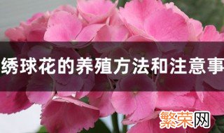 养绣球花的方法 绣球花喜欢什么土壤