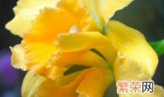 大西洋水仙花语 西洋水仙的花语是什么