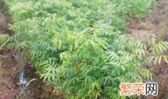 无患子树盆栽 无患子树的种植方法