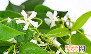 怎样养茉莉开花又好叶子长得又好 茉莉花种植方法分享