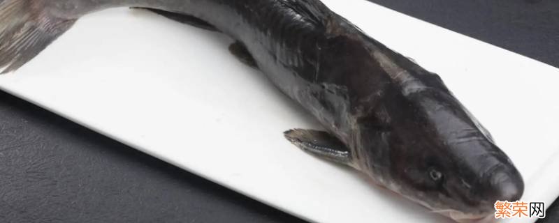清江鱼为什么改名鮰鱼 鮰鱼和清江鱼