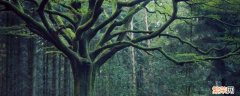 一亩森林有多少碳汇 一亩森林有多少碳汇标准