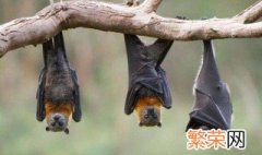 家里频繁出现蝙蝠是怎么回事 家里频繁出现蝙蝠是什么原因