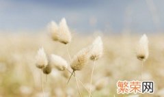 兔尾草如何做干花不掉毛 兔尾草做干花的方法