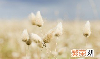 兔尾草如何做干花不掉毛 兔尾草做干花的方法