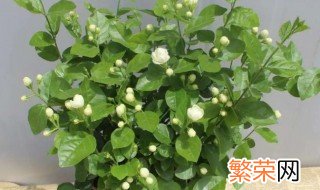 怎样能让茉莉花多开花 如何让茉莉多开花