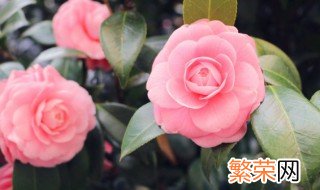 茶花冬天在室外会冻死吗 茶花冬天怕冻吗?