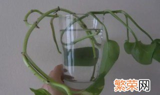 水培生根要换水吗 水培植物换水需要洗根系吗