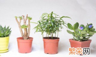 塑料花盆种蔬菜有毒吗 塑料盆栽花有毒吗