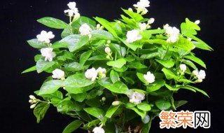 茉莉花开一次花可以持续几天 茉莉花一次开多久