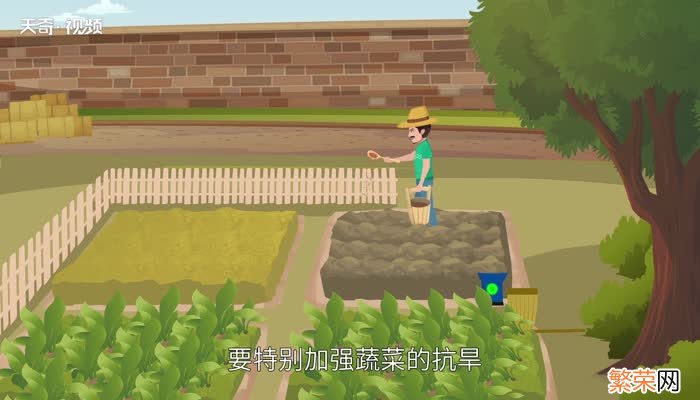 立秋后能种什么菜 立秋后适合种什么蔬菜