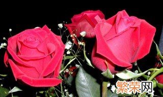 玫瑰花摘下来怎么保存 这样做玫瑰花才能保存原有的颜色