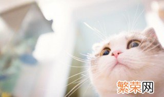 猫砂多长时间彻底换一次 猫砂多长时间要换一次