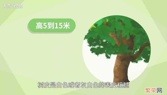 桦树和杨树的区别 桦树和杨树有什么区别