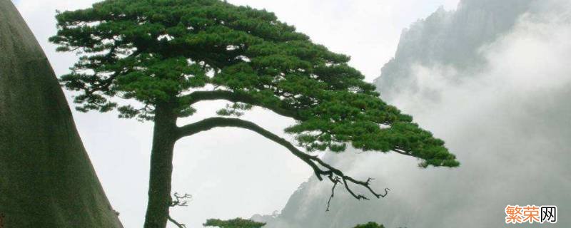 松树象征着什么 松树象征着什么精神和什么人