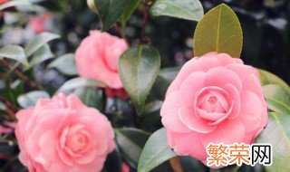 植物开花用什么肥料 开花植物要施什么肥料