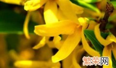 黄金钟花养殖 金钟花怎么养殖