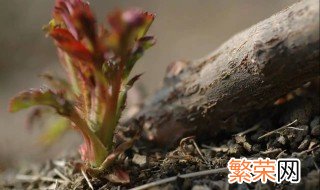 赤霉素催芽方法 赤霉素催芽简单方法