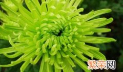 绿菊花夏天怎么养 绿菊花怎么养护