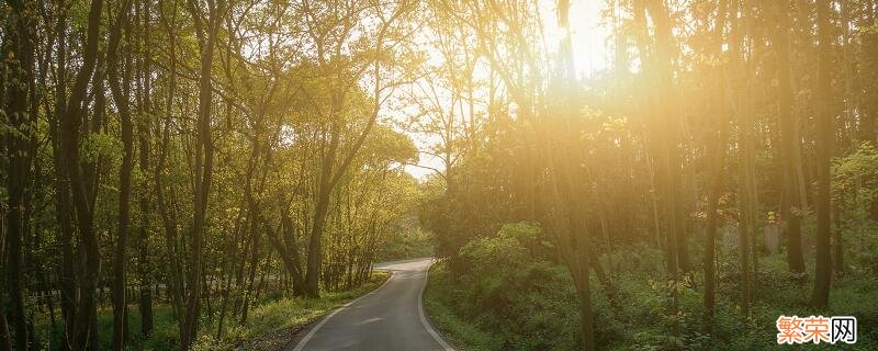 一帆风顺花怎么种植 一帆风顺花如何养