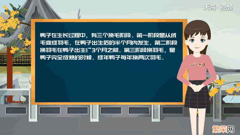 为什么鸭子小时候是黄的,长大了是白的? 为何鸭子小时候是黄的,长大了是白的?