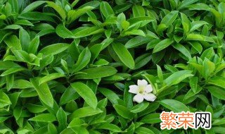 怎样才能把非洲茉莉养好 把非洲茉莉养好的方法