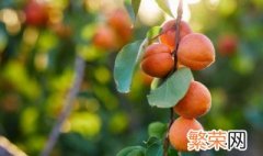 广州现在有什么水果摘 广州哪里的有水果园可以摘水果