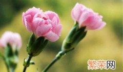 各种花的花语代表什么意思 各种花的花语详解