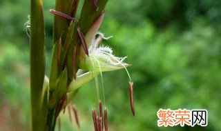 竹子开花意味着什么 竹子开花的意味