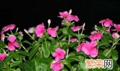 怎么辨别长春花与凤仙花 长春花与凤仙花的区别?