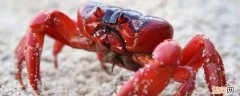 澳大利亚红蟹能吃吗 红蟹能吃嘛
