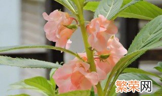 凤仙花那个季节开花 凤仙花开在什么季节