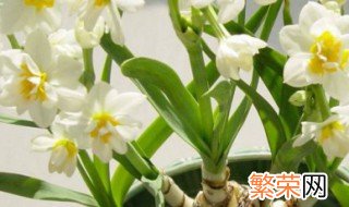 水仙花怎么养要多长时间才能开花 水仙花养多久开花